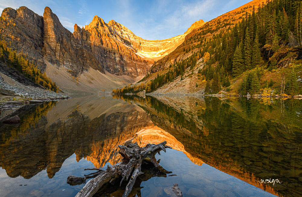 Larches of Agnes Lake