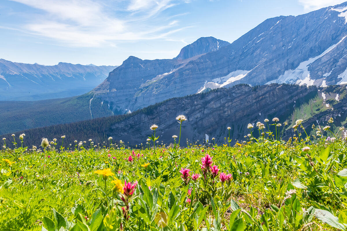Wildflowers over Rawson Lake
