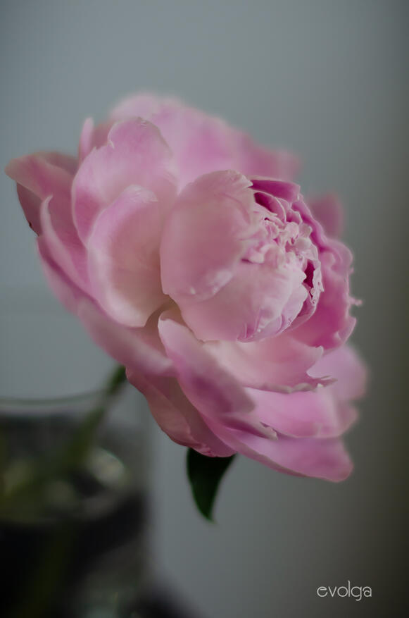 Perfect Sarah Bernhardt